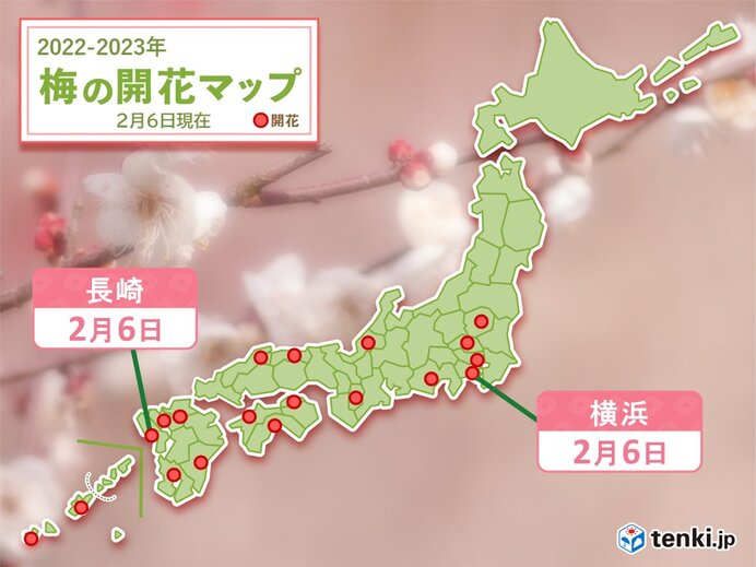 横浜と長崎でウメ開花　長崎で2月の開花は5年ぶり