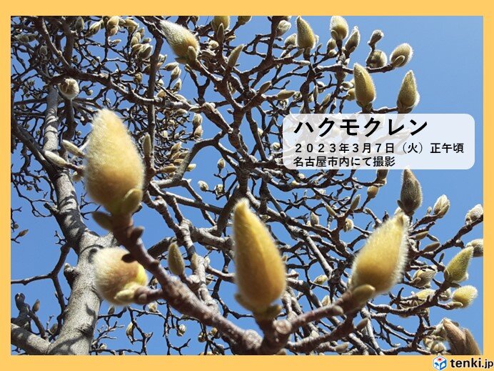 東海地方　今週は花粉に加え黄砂に注意　この先も晴天と高温傾向が続く