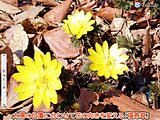北陸　春本番の暖かさ続く　雪崩に注意　花粉の大量飛散も　14日頃は一時寒の戻り
