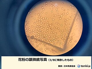 仙台　花粉が記録的な大量飛散　過去10年で最大　10日は雨上がりで要警戒