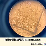 仙台　花粉が記録的な大量飛散　過去10年で最大　10日は雨上がりで要警戒