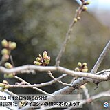 3月上旬の気温は広く平年上回る　東京の桜のつぼみもピンク色に　開花近づく