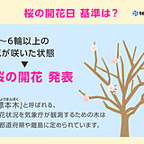 桜の開花日とは　標本木で5～6輪以上の花が咲いた状態となった最初の日