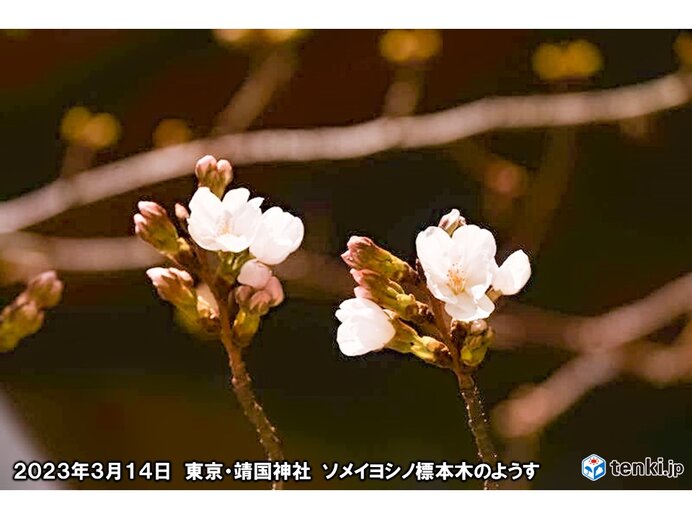 東京で桜(ソメイヨシノ)開花　過去最も早く　今年全国でトップ