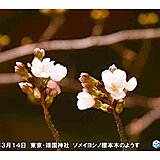 東京で桜(ソメイヨシノ)開花　過去最も早く　今年全国でトップ