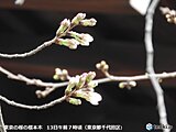 東京の桜　すでに2輪咲く　開花の発表まで秒読み　過去最も早い開花か