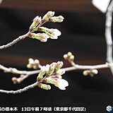 東京の桜　すでに2輪咲く　開花の発表まで秒読み　過去最も早い開花か