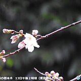 東京の桜　きょう13日の開花発表は見送り　咲いている花があるのになぜ?