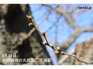 関西　気温は平年より高い日が多い　桜の開花も近づく　金～土曜日は本降りの雨