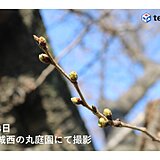 関西　気温は平年より高い日が多い　桜の開花も近づく　金～土曜日は本降りの雨