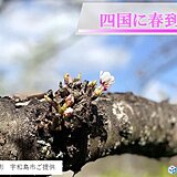 愛媛県宇和島市と高知県宿毛市で桜が開花