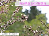 愛媛県宇和島市と高知県宿毛市で桜が開花
