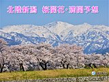北陸桜開花予想　今年は記録的な早さ　統計開始以来最早の所も