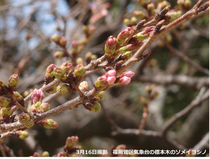 桜の開花を促す雨