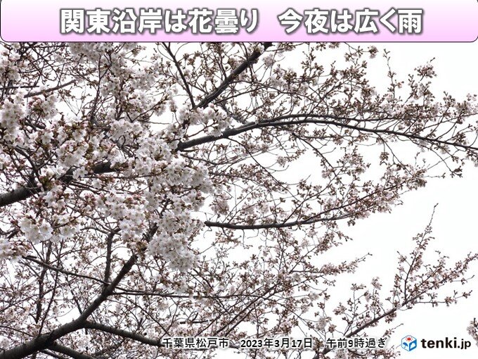関東沿岸は花曇り　熊谷でサクラ開花　今夜は各地に雨雲広がる