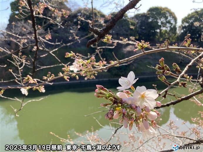 東京・千鳥ヶ淵の桜のようす