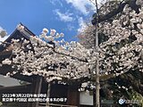 東京で桜満開　統計開始以来2番目に早い　5年連続全国トップで満開に