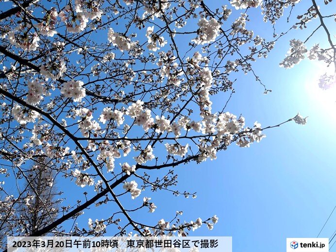 週明けには晴れ間も お花見の計画を
