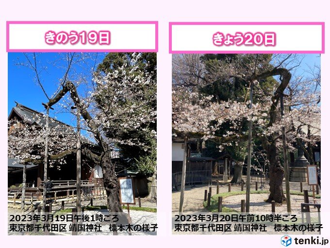 東京・靖国神社 桜の標本木 一日足らずで続々とほころび、満開迫る