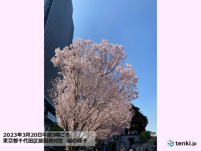 東京・靖国神社 桜の標本木 一日足らずで続々とほころび、満開迫る