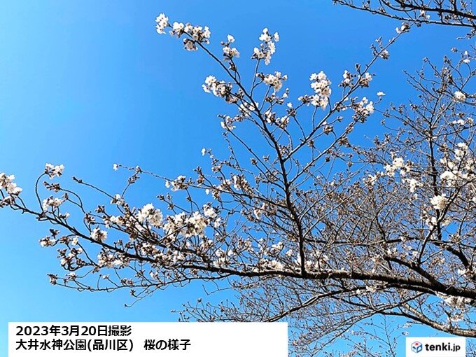 桜咲き進む暖かさ