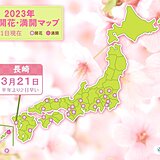 きょう21日は長崎で桜開花　東京の満開発表も秒読みか
