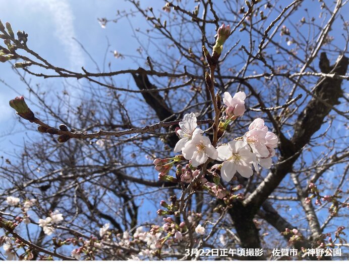 九州　次々と桜の開花