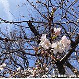 九州　2週間天気　続々と桜開花も今週は天気ぐずつく　お花見によい日は?
