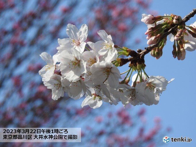 3月として記録的な暖かさの中　東京で桜満開　熊本・津・富山・銚子など続々と桜開花