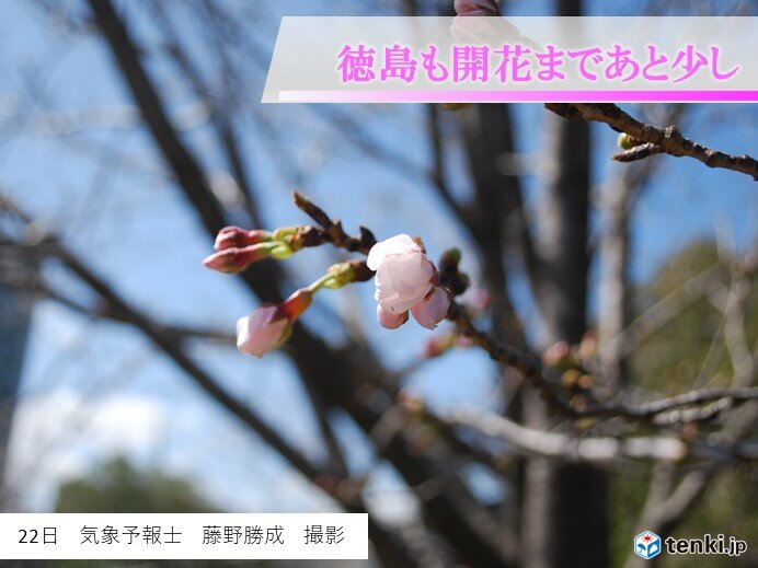 四国　高松で桜開花　各地から桜の便り続々と_画像