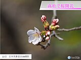 四国　高松で桜開花　各地から桜の便り続々と