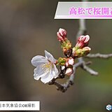四国　高松で桜開花　各地から桜の便り続々と
