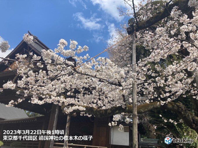きょう22日　3月として記録的な暖かさ　東京で桜が満開