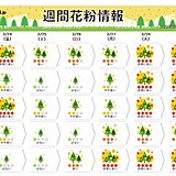 あす24日雨上がりで花粉の飛散増加　そろそろヒノキが急増の頃　週明けは大量飛散へ