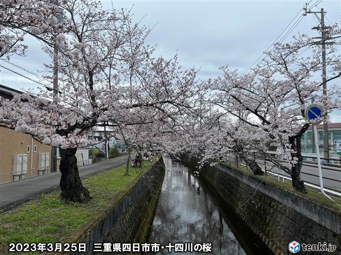 三重県の桜のようす
