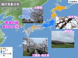 横浜で桜満開　各地の空と桜のようす