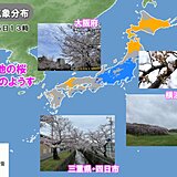 横浜で桜満開　各地の空と桜のようす