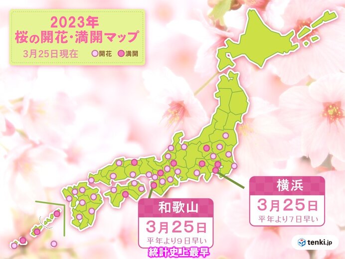横浜と和歌山で桜満開　和歌山は統計開始以来最も早い満開に