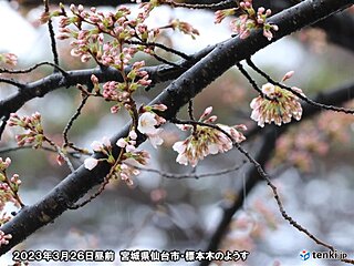 仙台で桜開花　統計開始以来最も早い　東北も続々と最早記録更新