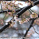 仙台で桜開花　統計開始以来最も早い　東北も続々と最早記録更新