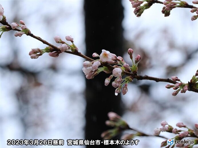 仙台で桜開花　統計開始以来最早