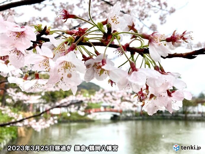 各地の桜の表情　花散りサインは「赤」が目印　今週は東京でお花見ラストチャンスか