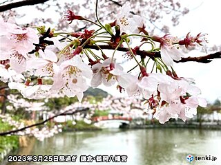 各地の桜の表情　花散りサインは「赤」が目印　今週は東京でお花見ラストチャンスか