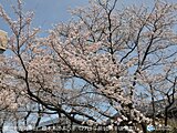 富山・名古屋・津で桜満開　富山・名古屋の満開は過去最早　日中は気温上昇　花見日和