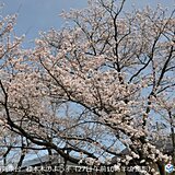 富山・名古屋・津で桜満開　富山・名古屋の満開は過去最早　日中は気温上昇　花見日和