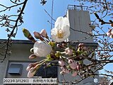 長野　28日に桜開花　今週末は県内一斉に見頃　お花見は1日(土)がオススメ