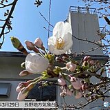 長野　28日に桜開花　今週末は県内一斉に見頃　お花見は1日(土)がオススメ