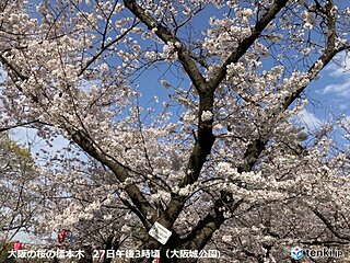 桜満開ラッシュ　午後は大阪・奈良・岡山・松江・水戸・福井で記録的に早い満開
