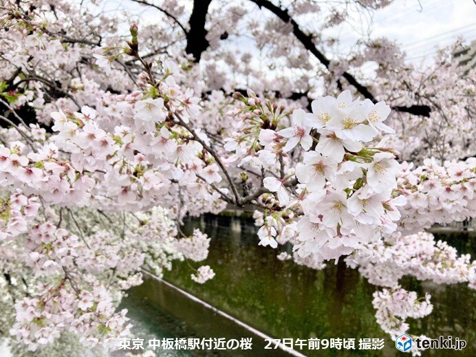 広く満開ラッシュも　東京の桜は早くも散り始め　お花見できる日は