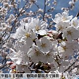 東海　各地で桜見頃　お花見日和が続く　平年を大きく上回る暖かさ続くも　寒暖差注意